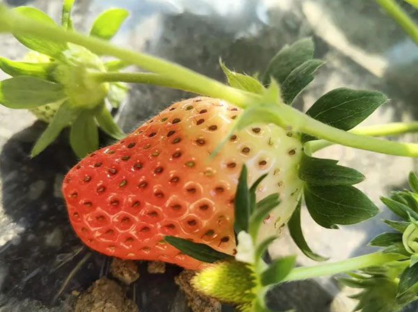 ΢ÉúÎï¾ú·Ê ΢ÉúÎï¾ú·Ê